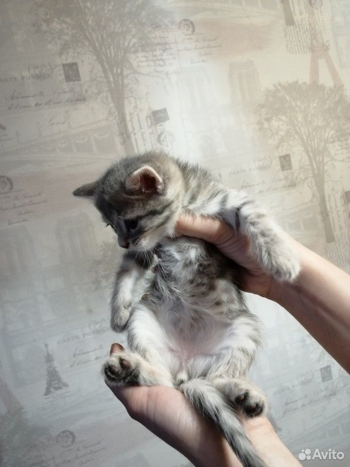 Котята британской породы купить на Зозу.ру - фотография № 1
