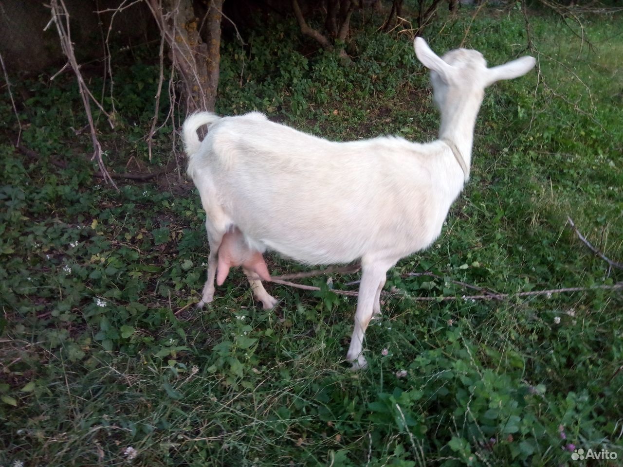 Козочка от молочной козы купить на Зозу.ру - фотография № 3