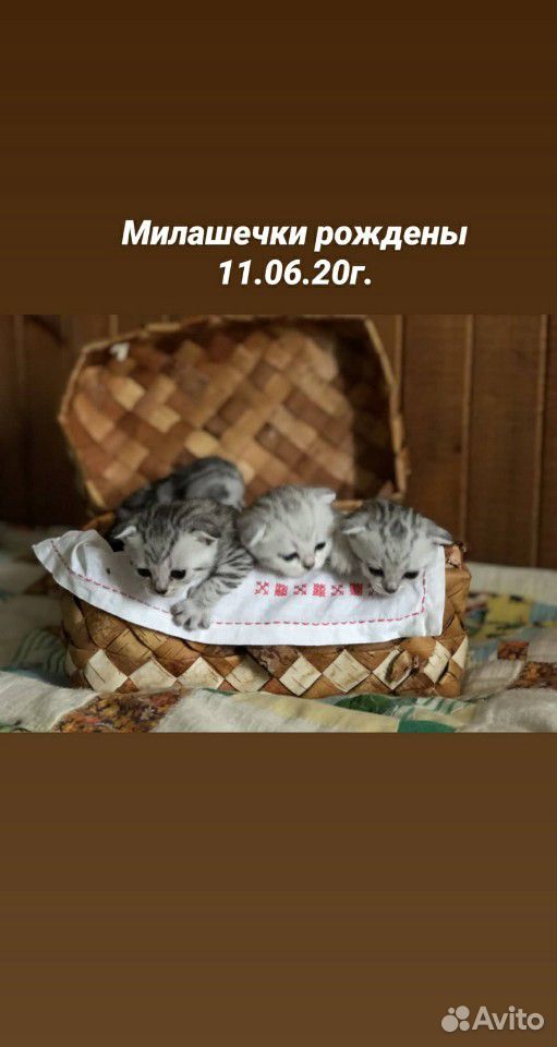 Котята британской купить на Зозу.ру - фотография № 1
