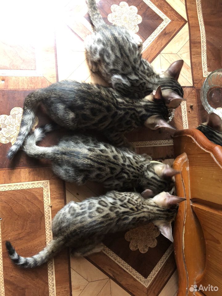 Бенгальские котята купить на Зозу.ру - фотография № 6