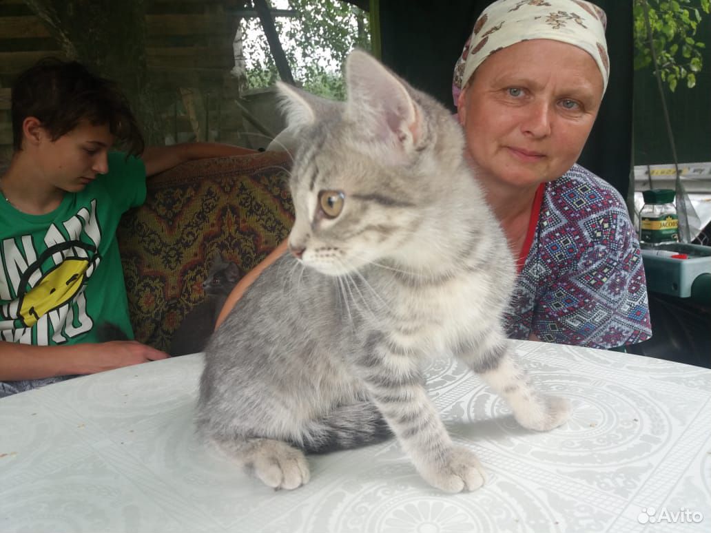 Отдадим котят или котенка(на выбор) в хорошии руки купить на Зозу.ру - фотография № 2