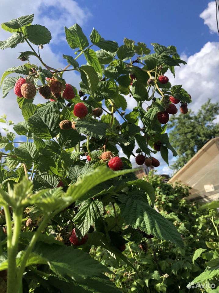 Малина ягода купить на Зозу.ру - фотография № 3