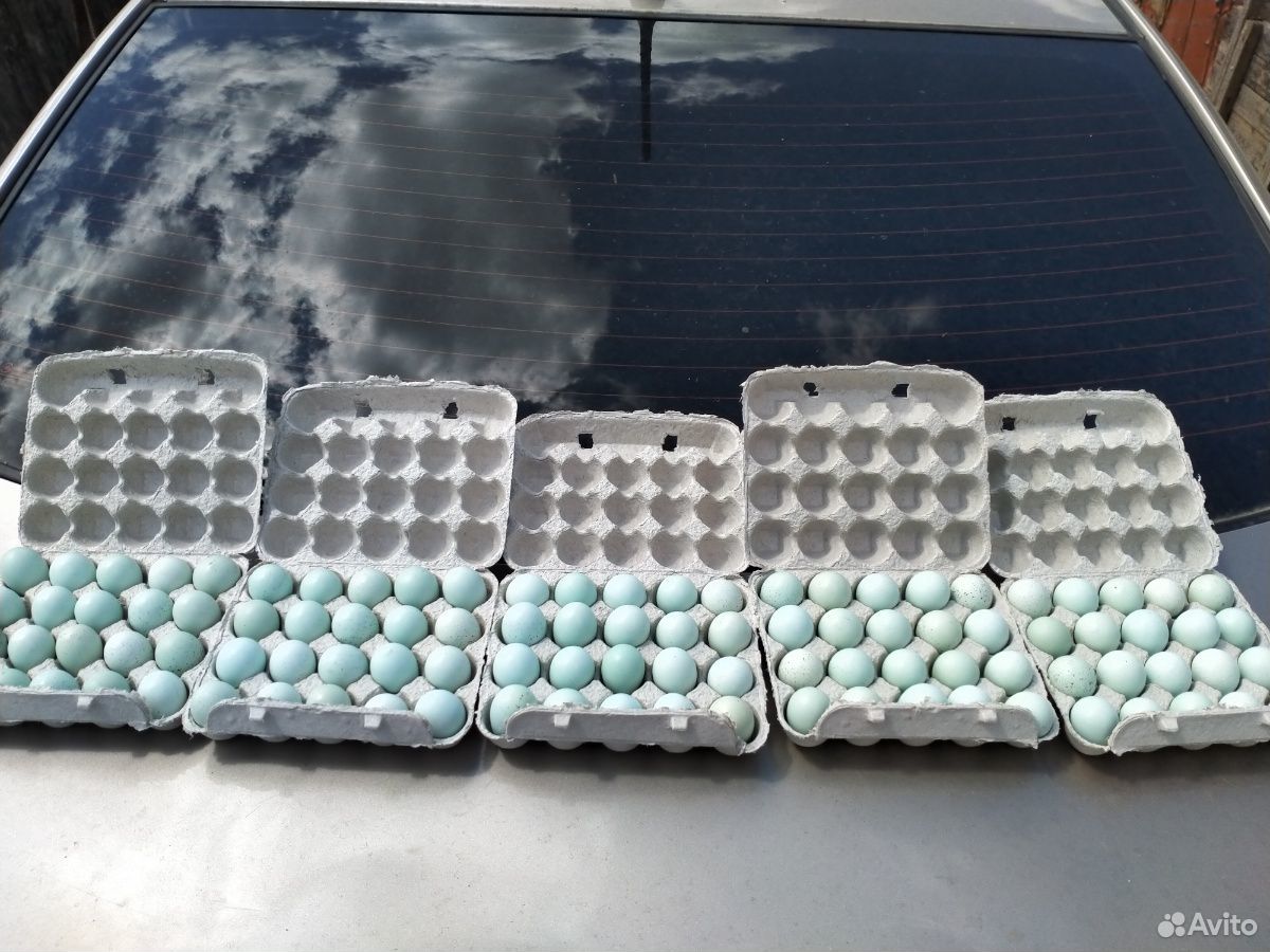 Яйца домашние купить на Зозу.ру - фотография № 4