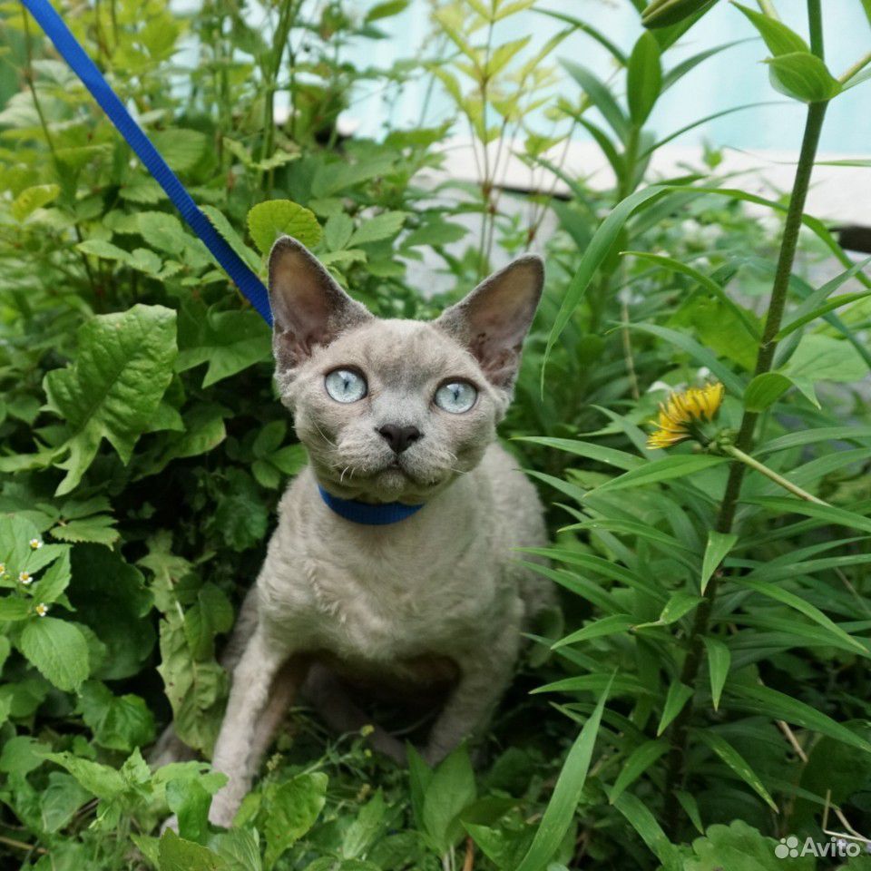 Девон-рекс котик редкого окраса купить на Зозу.ру - фотография № 4