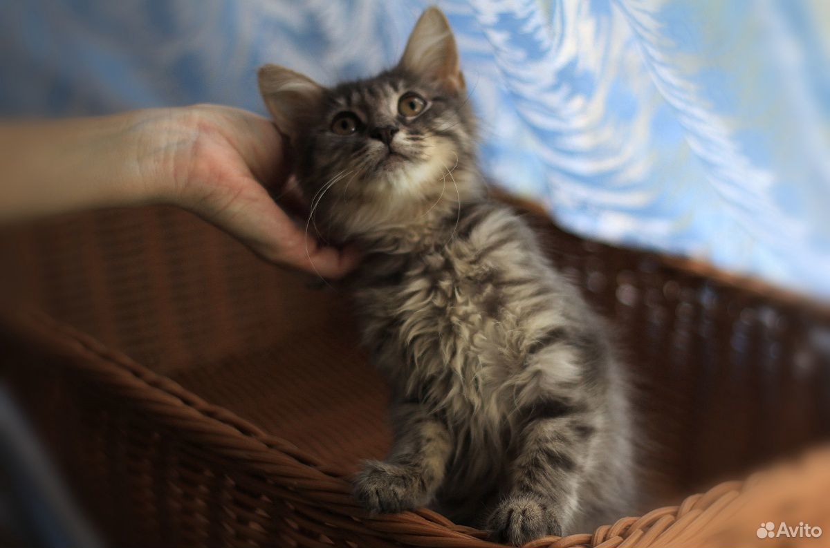Котенок, дымчатый, пушистый, девочка, 3 месяца купить на Зозу.ру - фотография № 8