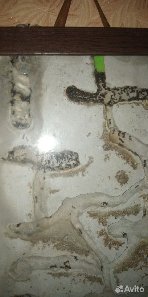 Messier structor степной муравей жнец купить на Зозу.ру - фотография № 1