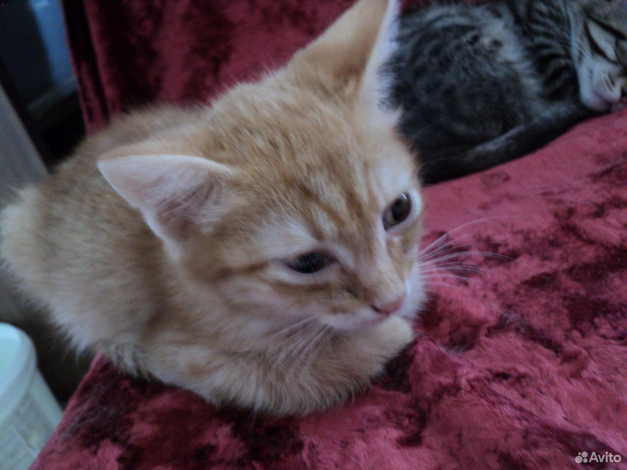 Рыжий котенок в дар купить на Зозу.ру - фотография № 3