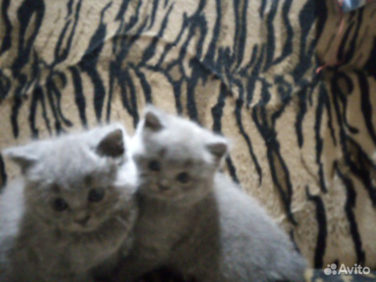 Продам два котёнка купить на Зозу.ру - фотография № 5