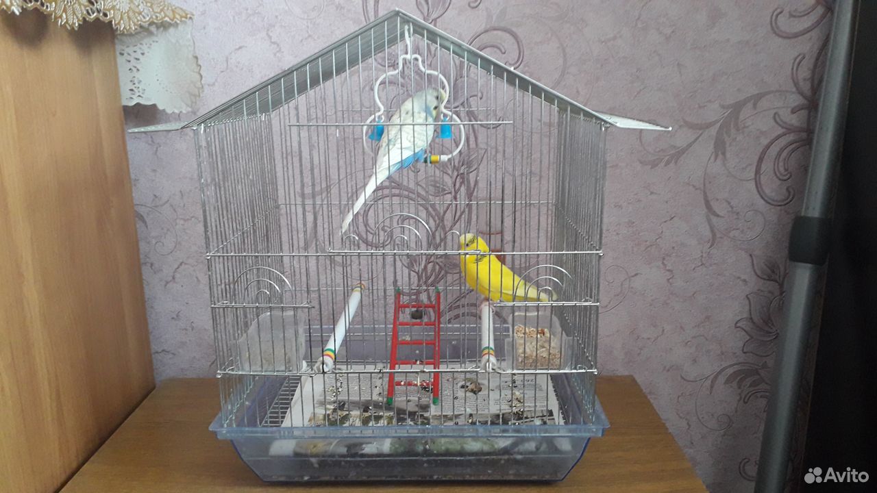 Волнистые молодые попугаи с клеткой купить на Зозу.ру - фотография № 4
