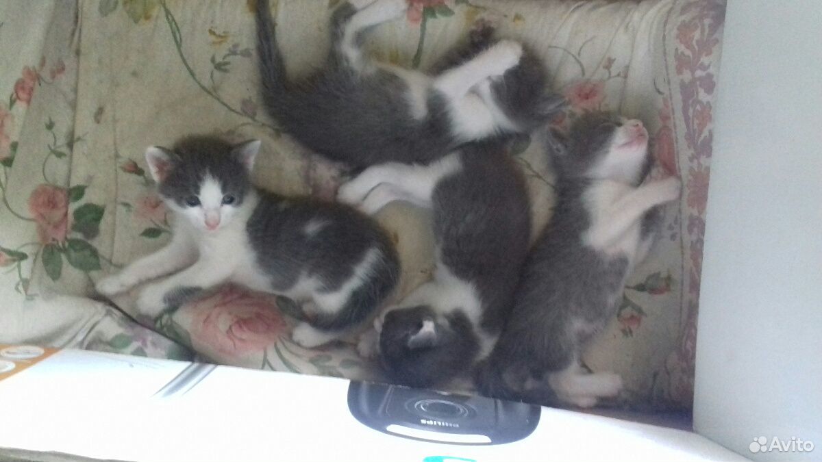 Милейшие котятки ищут дом 1 мес Бесплатно купить на Зозу.ру - фотография № 2