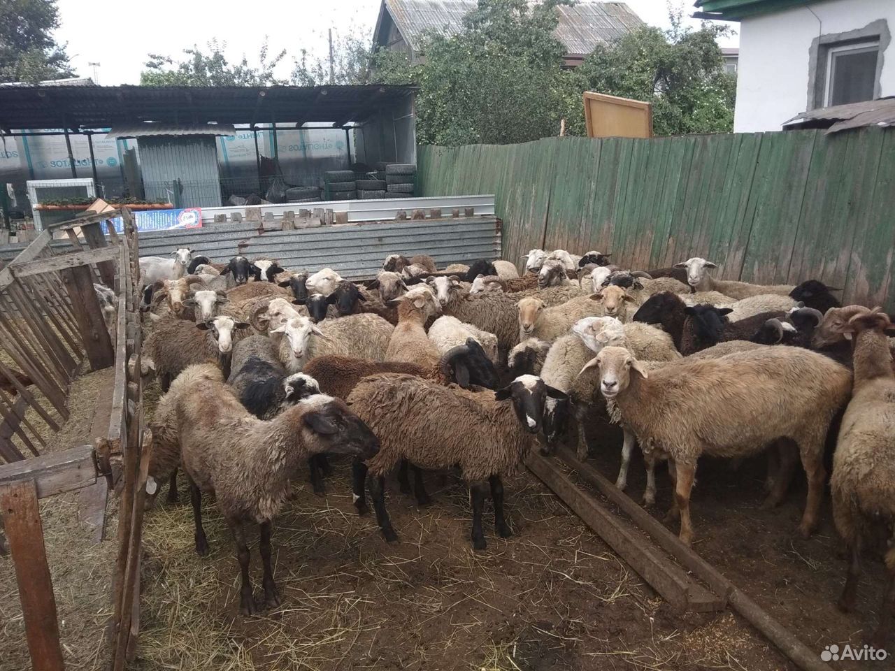 Баран-овцы купить на Зозу.ру - фотография № 1