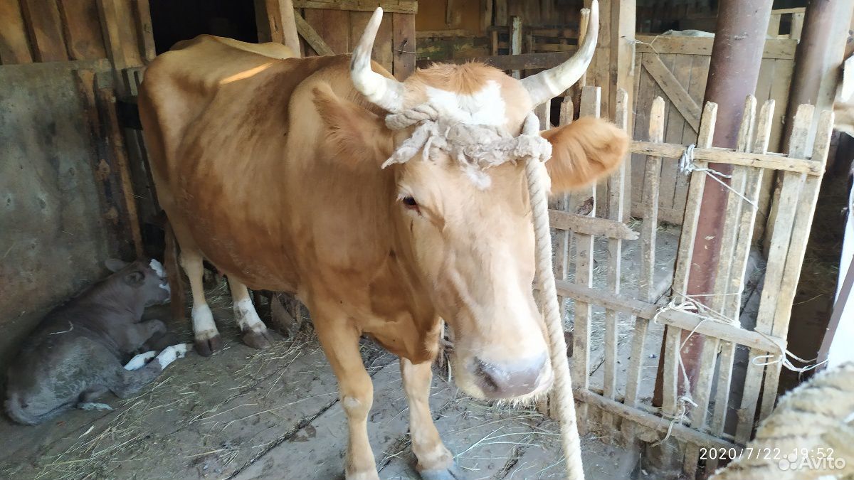 Корова с теленком (бычок) купить на Зозу.ру - фотография № 3