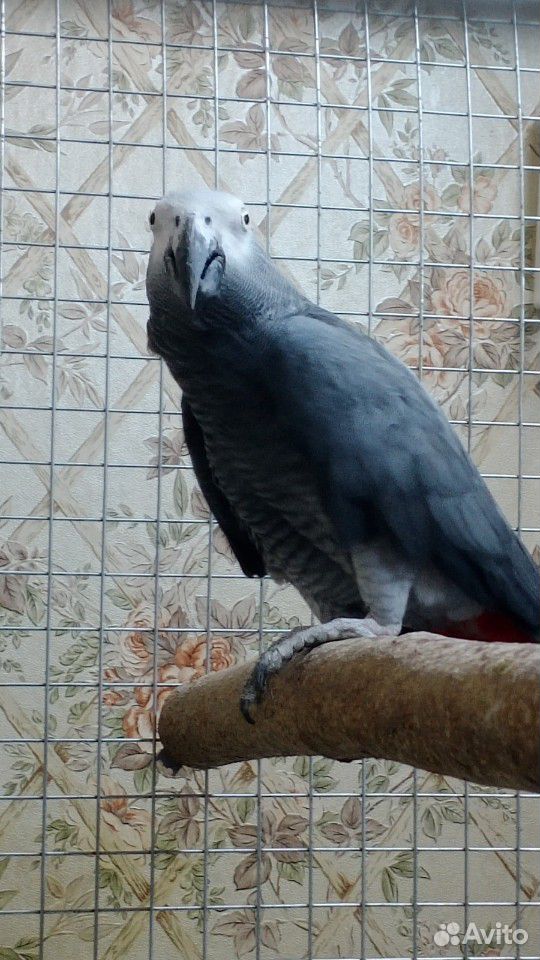 Серый попугай купить на Зозу.ру - фотография № 4