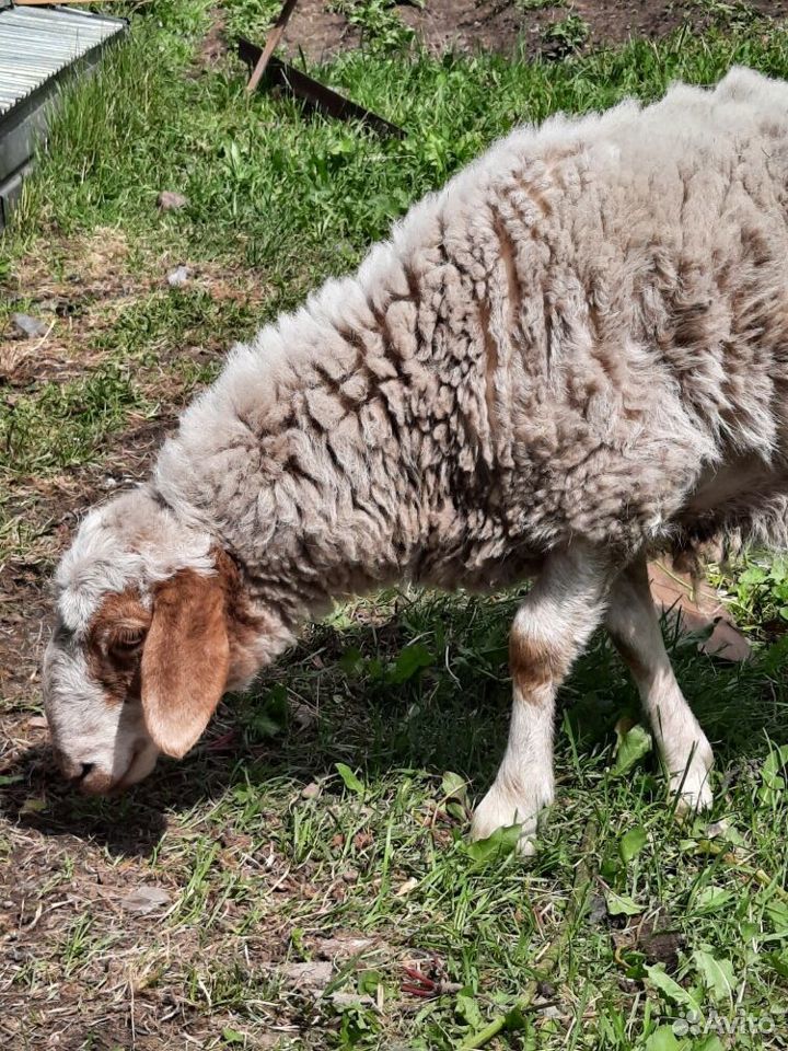 Баран и овца "Буубэй "- бурятская мясная порода купить на Зозу.ру - фотография № 3