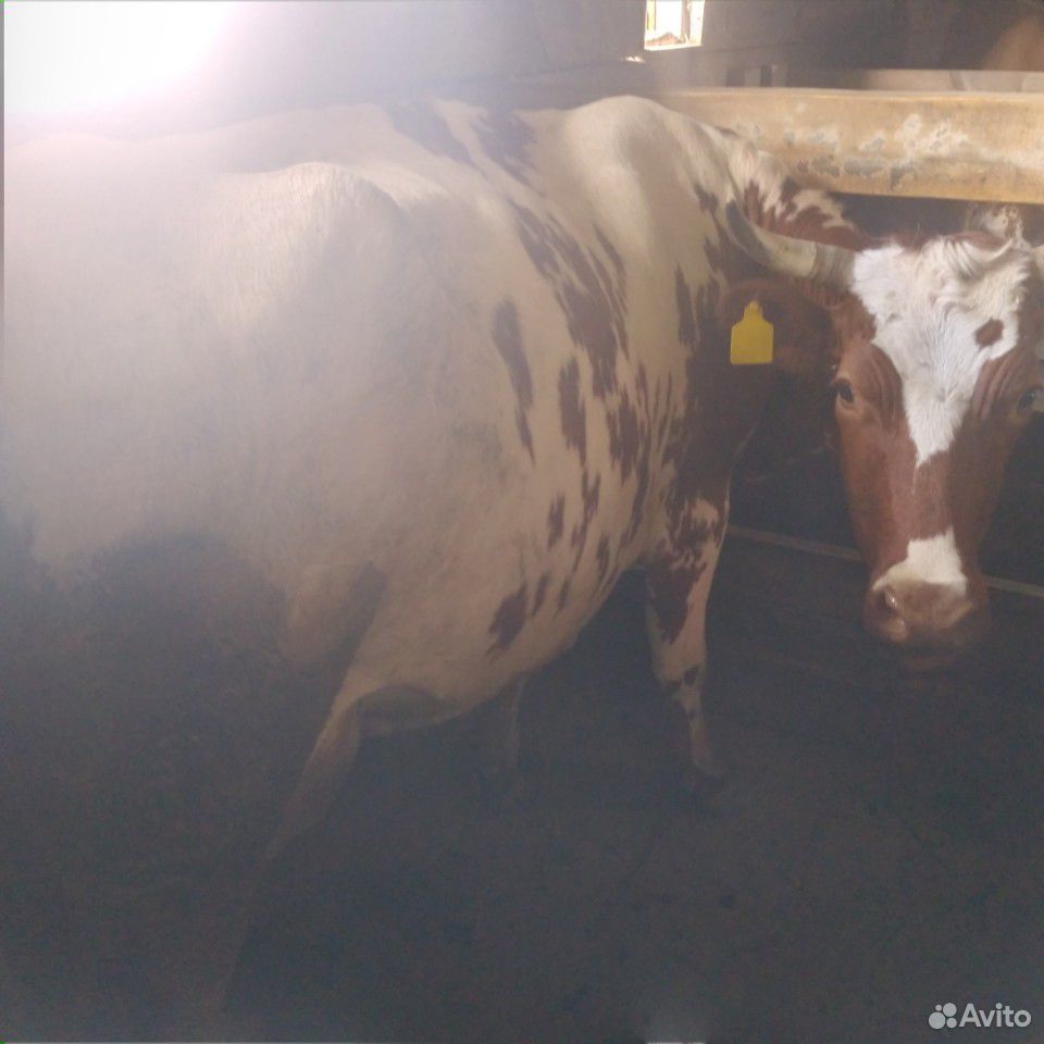 Корова айширская порода стельная 3 отела ждем купить на Зозу.ру - фотография № 4