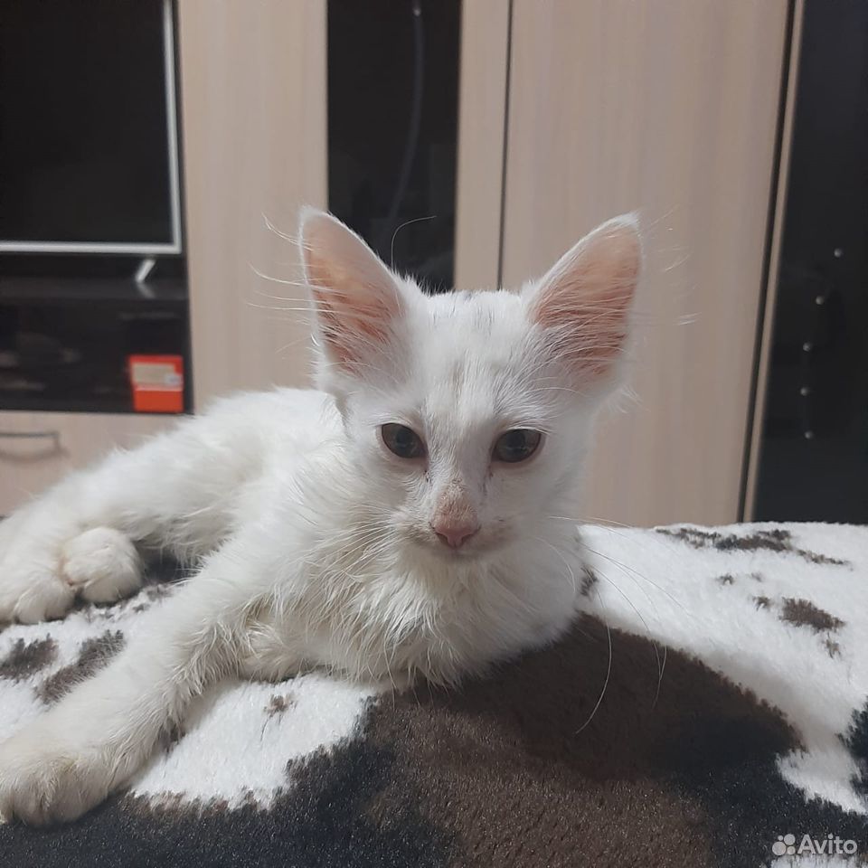 Белый котенок купить на Зозу.ру - фотография № 5