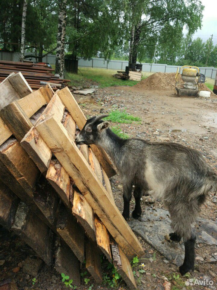 Козел коза козлёнок купить на Зозу.ру - фотография № 3