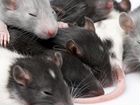 Крысята из питомника. Крысы редких окрасов объявление продам