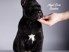 Кане Корсо - великолепный выбор щенков объявление продам