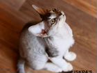 Котик девон рекс серебристого окраса объявление продам