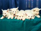 Неотрозимые щенки швейцарской овчарки объявление продам