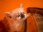 Маскарадно-сиамские котята в добрую семью объявление продам
