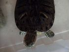 Красноухая черепаха с контейнером объявление продам