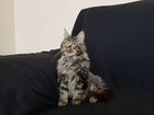 Кот - красавец объявление продам