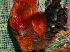 Цыплята Джерсийский гигант, петухи на племя объявление продам