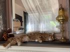 Котята Мейн-Кун из питомника объявление продам