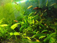 Растения и рыбки из собственного аквариума