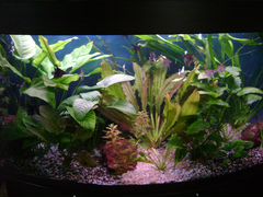 Рыбки, растения собственного разведения, аквариумы