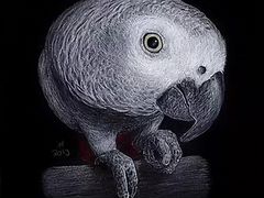 Попугай, серый, крупный, говорящий