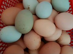 Яйцо инкубационное разноцветное