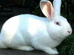 Кролик Белый Паннон Самка