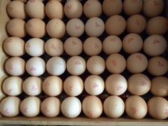 Инкубационное яйцо бройлера кобб 500 (чехия)