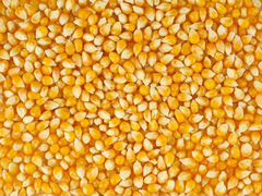 Ячмень, кукуруза продовольственная