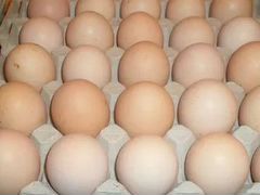 Инкубационное яйцо бройлера цыплята