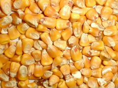 Кукуруза, зерно