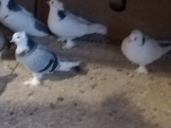 Ленинаканские бойные голуби