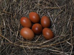 Инкубационные яйца маранов