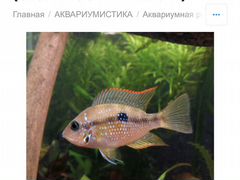 Рыбка аквариумная, Цихлазома Элиота. Цихлиды