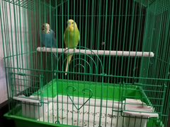 Продам 2-х волнистых попугаев с клеткой
