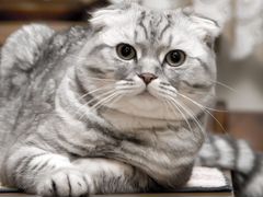 Ищем шотландского вислоухого кота для вязки