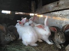 Кролики разных пород и возрастов