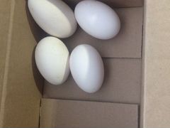 Инкубационное гусиное яйцо Породы Линда