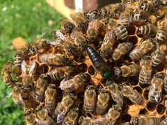 Пчелы, Пчелопакеты