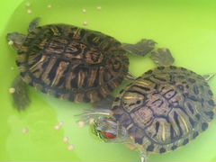 Черепахи Красноухие большие