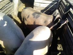 Продам свиней живым весом,кастрированные,кол-во 3