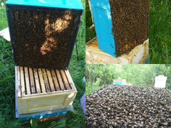Пчёлы, пчелопакеты Бакфаст,Дальневосточная пчела